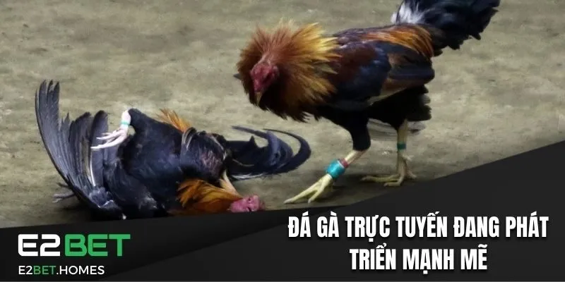 Đá gà trực tuyến đang trở thành ngành phát triển mạnh mẽ